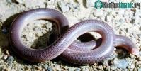 Ảnh Tái phát hiện loài rắn mù ở Madagascar