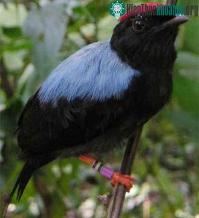 Ảnh Chim manakin nhờ bạn "cưa gái"