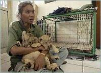 Ảnh Indonesia: Giảm đáng kể số lượng cọp Sumatra và đười ươi