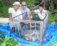 Ảnh Theo dõi rùa bằng... vệ tinh