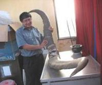 Ảnh Thêm căn cứ về loài thú khổng lồ có ở Việt Nam