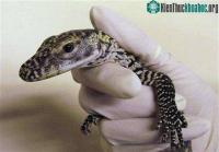 Ảnh Năm rồng con Komodo chào đời bằng đường sinh sản đơn tính