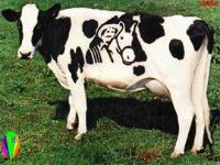 Ảnh Tại sao sữa bò có màu trắng?