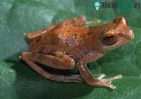 Ảnh WWF: Phát hiện 52 loài mới ở Borneo
