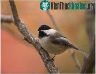 Ảnh Chim đổi giọng để có thể tồn tại ở thành phố