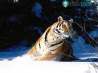 Ảnh Trung Quốc thụ tinh nhân tạo cho hổ Siberia