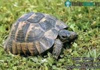 Ảnh Tây Ban Nha: Mất trộm 94 con rùa quý hiếm
