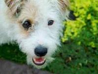 Ảnh Trí nhớ của giống chó Fido