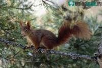 Ảnh Sóc có khả năng tiên đoán
