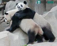 Ảnh Cho gấu trúc xem phim “tươi mát”