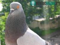 Ảnh Chim bồ câu và khỉ đầu chó có trí nhớ cực tốt