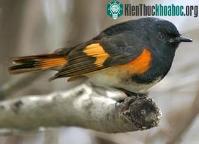 Ảnh Lông chim thay đổi theo thức ăn