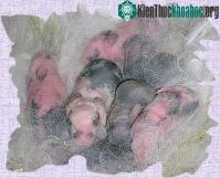 Ảnh Vai trò của chất pheromone trong việc phát triển khả năng nhận biết mùi ở động vật hữu nhũ mới sinh