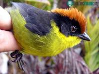 Ảnh Phát hiện loài chim đa sắc mới ở Colombia