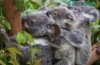 Ảnh Koala ra đời bằng phương pháp thụ tinh nhân tạo mới