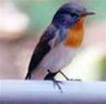 Ảnh Phát hiện loài chim mới ở Nepal