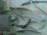 Ảnh Nhân giống cá kết thành công
