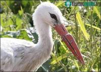 Ảnh Cò Uzonka đã có mỏ giả