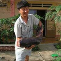 Ảnh Đỡ đẻ cho cá hô