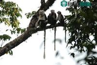 Ảnh "Làm nhà" cho... voọc mũi hếch