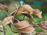 Ảnh Thằn lằn ngụy trang lá mùa thu