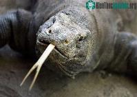 Ảnh Rồng Komodo có nguồn gốc từ Úc