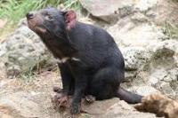 Ảnh Mạng lưới xã hội – yếu tố khiến Tasmanian devil đứng trước nguy cơ tuyệt chủng