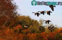 Ảnh Chim di trú không kén chọn điểm dừng chân