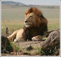 Ảnh Sư tử ở Kenya sắp tuyệt chủng