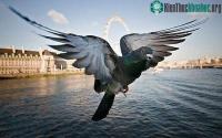 Ảnh Bồ câu cảnh báo nguy hiểm bằng cánh
