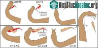 Ảnh Phương pháp săn mồi kỳ lạ của rắn nước