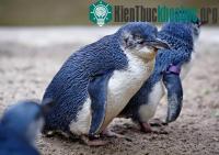 Ảnh Bảo vệ chim bằng súng bắn tỉa