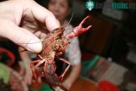 Ảnh Xôn xao chuyện tôm lai… cua