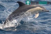 Ảnh Chuyển động ở cá heo cũng tuân theo quy luật ngắn gọn của ngôn ngữ loài người