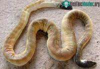 Ảnh Rắn biển biết cách làm đầu và đuôi giống nhau