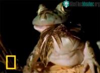 Ảnh Video: Ễnh ương "phàm ăn"