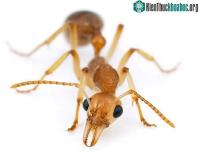 Ảnh Kiến “lý trí” hơn người?