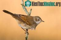 Ảnh Quãng đường di trú của chim đang dài ra