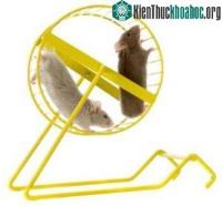Ảnh Chuột chạy nhanh hơn nếu được cho ăn dầu hảo hạng