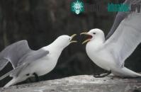 Ảnh Nhận thấy khả năng tránh giao phối cận huyết ở loài chim