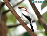 Ảnh Hơn 860 loài động thực vật hoang dã đã bị tuyệt chủng