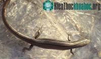 Ảnh Giới tính của thằn lằn phụ thuộc vào kích cỡ trứng