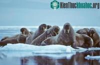 Ảnh Suy giảm số lượng gấu Bắc Cực và hải mã