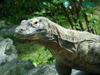 Ảnh Rồng Komodo dùng nọc độc để giết mồi