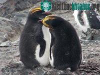 Ảnh Cuộc sống bí mật của chim cánh cụt