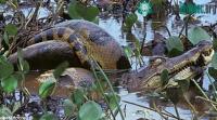 Ảnh Trăn xanh Anaconda nuốt cá sấu Caiman