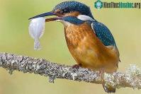 Ảnh Chim bói cá cũng biết đa dạng hóa món ăn