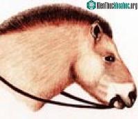 Ảnh Những con ngựa thuần chủng đầu tiên được đóng yên và vắt sữa