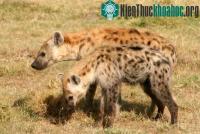 Ảnh Linh cẩu con kế thừa vị trí xã hội của mẹ