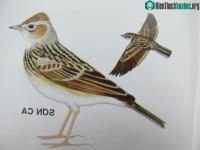 Ảnh Chim sơn ca đực tán tỉnh vào ban đêm